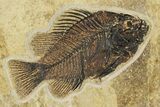Fossil Palm and Fish Mural - Green River Formation, Wyoming #378284-2